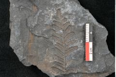 Foto (Detailansicht) von Neuropteris sp.  (NHMW-GEO-2024-0188-10689)